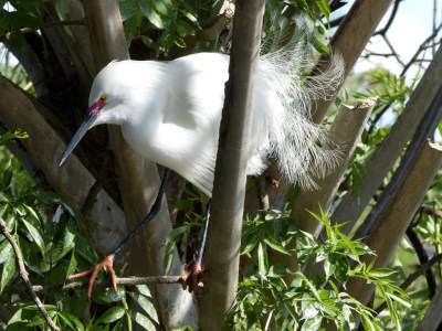Snowy Egret Dat at Nest by Lee 