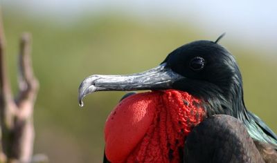 Great Frigatebird (Fregata minor) Male ©WikiC