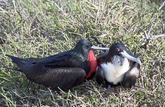 Great Frigatebird (Fregata minor) pair ©Flickr Len Blumin
