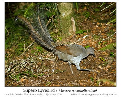 Superb Lyrebird (Menura novaehollandiae by Ian