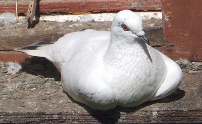 White Homing Pigeon © WikiC