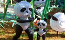 Zoominations at Lowry Park&nbsp;Zoo