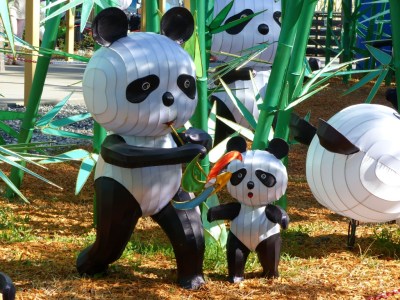 Pandas - ZooMinations at Lowry Park Zoo