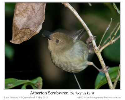Atherton Scrubwren (Sericornis keri) by Ian