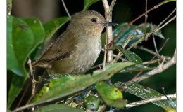 Ian’s Bird of the Week – Atherton&nbsp;Scrubwren
