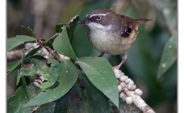 Ian’s Bird of the Week – White-browed&nbsp;Scrubwren