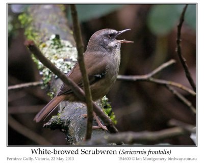 White-browed Scrubwren (Sericornis frontalis) by Ian