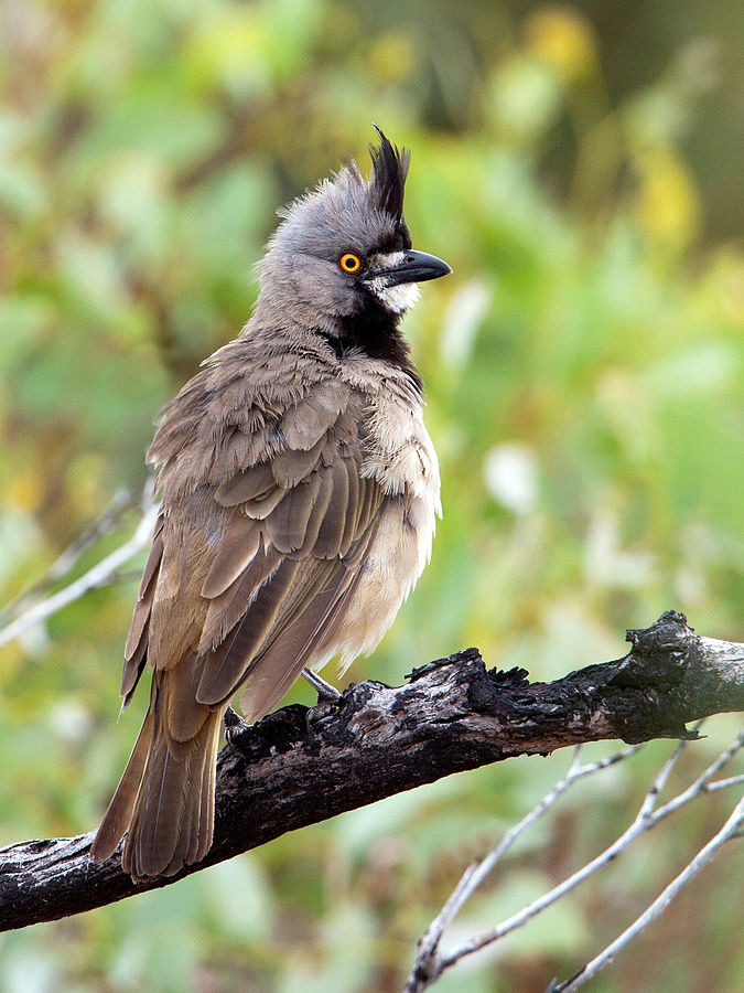 Crested Bellbird (Oreoica gutturalis) ©WikiC