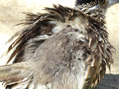 Roadrunner Warming up at Living Desert Zoo CA