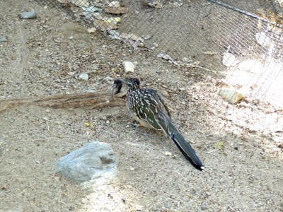Roadrunner with mouse at Living Desert Zoo CA by Lee