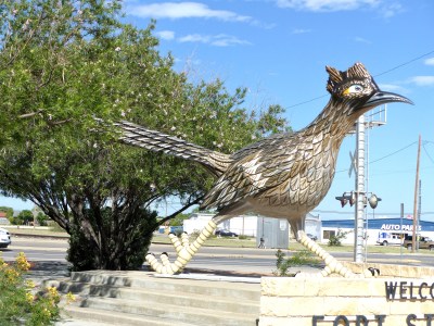 Roadrunner in Ft Stockton TX by Lee