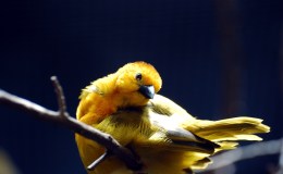 Wonga Dove and Taveta Weavers at Houston&nbsp;Zoo
