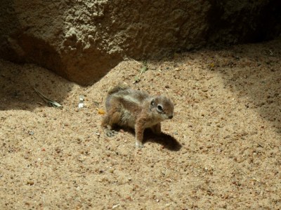 Antelope Ground Squirrel Houston Zoo 5-6-15 by Lee (2)