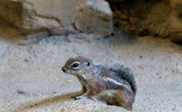 Antelope Ground Squirrels at Houston&nbsp;Zoo
