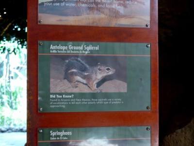 Antelope Ground Squirrel Sign Houston Zoo 5-6-15 by Lee