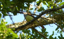 Birdwatching Along The Way – Vacation – Part&nbsp;1