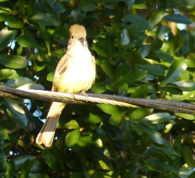 Great Crested Flycatcher outside motel in Tallahassee 