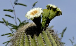 Beauty of Pollination&nbsp;Video