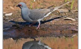 Ian’s Bird of the Week – Diamond&nbsp;Dove