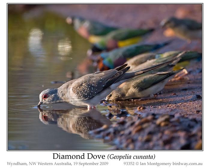 Diamond Dove (Geopelia cuneata) by Ian