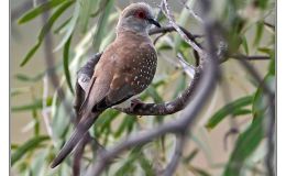 Avian And Attributes –&nbsp;Diamond