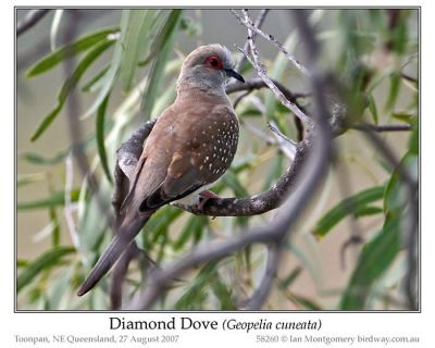Diamond Dove (Geopelia cuneata) by Ian