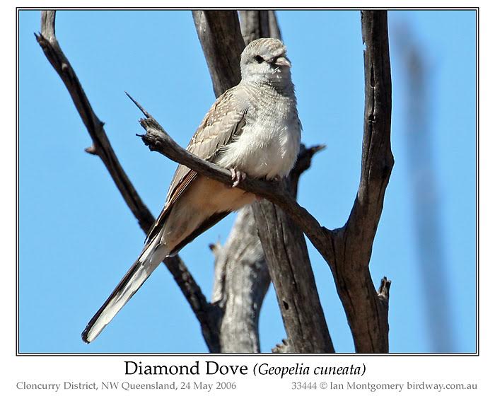 Diamond Dove (Geopelia cuneata) by Ian