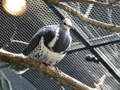 Wonga Pigeon (Leucosarcia melanoleuca) Houston Zoo by Lee
