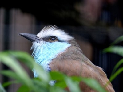 Racket-tailed Roller (Coracias spatulatus) Houston Zoo 5-6-15 by Lee