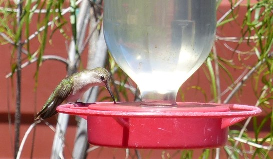 Costa's Hummingbird - I think - California