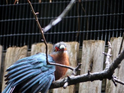Chestnut-breasted Malkoha (Phaenicophaeus curvirostris) Houston Zoo 5-6-15 by Lee