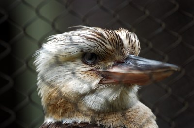 Blue-winged Kookaburra (Dacelo leachii) Houston Zoo 5-6-15 by Dan