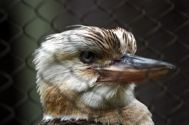 Blue-winged Kookaburra (Dacelo leachii) Houston Zoo 5-6-15 by Dan