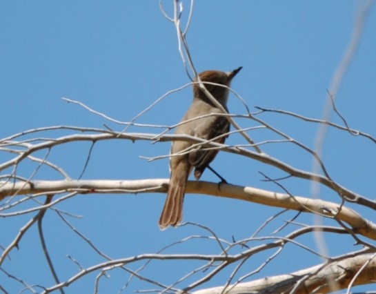 Dusky-capped Flycatcher - Maybe - California Cropped