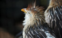 Sandra’s New Kooky&nbsp;Experiment