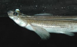 Houston Zoo’s Four-eyed&nbsp;Fish