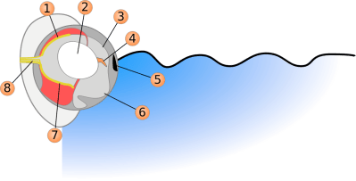 Four-eyed Fish diagram ©WikiC