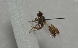 A FLY WITH ANTS ON ITS WINGS –&nbsp;(Re-post)