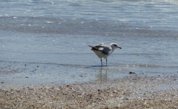 Sea To Sea In 2015 Page&nbsp;Created