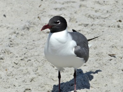 Laughing Gull at Hanna Park by Lee