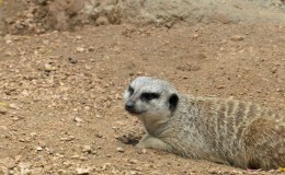 Meerkats at Houston&nbsp;Zoo