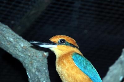 Micronesian Kingfisher by Dan