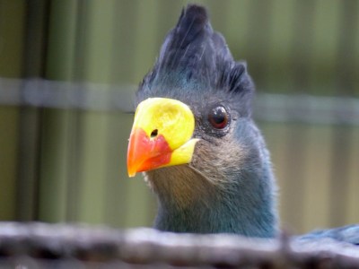 Great Blue Turaco (Corythaeola cristata) Houston Zoo