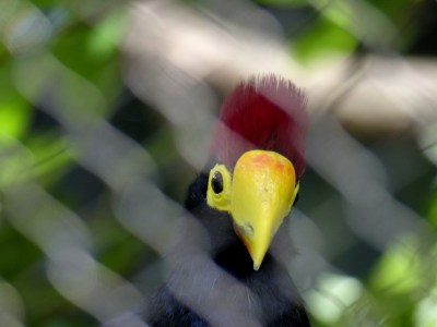 Ross's Turaco (Musophaga rossae) Houston Zoo by Lee