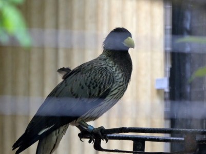 Western Plantain-eater (Crinifer piscator) Houston Zoo