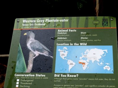 Western Plantain-eater (Crinifer piscator) Houston Zoo