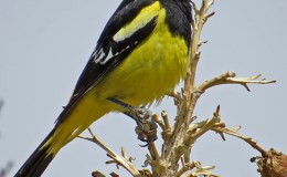 Sunday Inspiration –  Figbirds, Orioles and&nbsp;Drongos