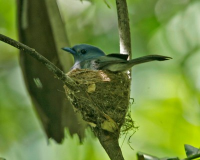 Pale-blue Monarch (Hypothymis puella) Female on nest ©WikiC