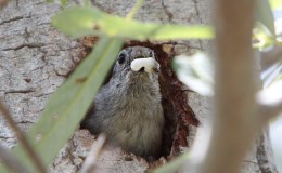DISPOSABLE DIAPERS FOR ROBINS –&nbsp;(Re-post)