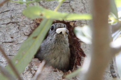 Oak Titmouse removing a fecal sac ©WikiC